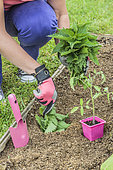 Woman putting a handful of fresh nettles at the bottom of the tomato plantation hole.