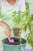 Woman planting peppermint in pot.