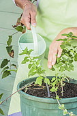 Woman planting peppermint in pot.