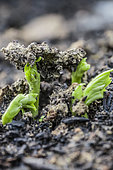 Lifting beans in a soil prone to crust