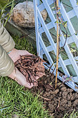 Planting a honeysuckle: adding a layer of mulch