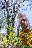 Woman picking mimosa in winter.