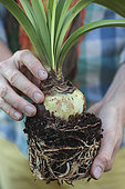 Make a Amaryllis (Hippeastrum sp) bloom again. 2. The bulb participates in photosynthesis when exposed to light.
