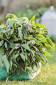 Provision of comfrey leaves and stems for the preparation of manure fertilizer.