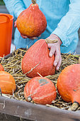 Storage of pumpkins. Put the pumpkins on a bed of straw while waiting for the consumption