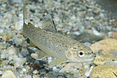 River trout (Salmo trutta fario) young trout in the river Dourbie, downstream of Nant, Aveyron, Occitanie, France