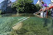 Mid-air mid-water view of an electric fishing backup before work in the river for the restoration of ecological continuity on the Lergue, Lodève, Hérault, Occitanie region, France