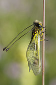 Butterfly-lion (Libelloides longicornis) on a stem, Calcareous grassland, Meuse, France