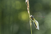 Butterfly-lion (Libelloides longicornis) on an ear, Calcareous grassland, Meuse, France