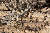 Ant (Crematogaster scutellaris) on Moorish gecko (Tarentola mauritanica) corpse, Sardinia