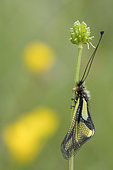 Butterfly-lion (Libelloides coccajus) on a stem, calcareous grass, Vosges, France