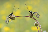 Butterfly-lion (Libelloides coccajus) on a flower, calcareous grass, Vosges, France
