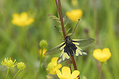 Butterfly-lion (Libelloides coccajus) on a stem, calcareous grass, Vosges, France