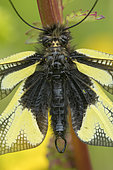 Butterfly-lion (Libelloides coccajus) on a stem, calcareous grass, Vosges, France