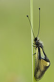 Butterfly-lion (Libelloides coccajus) on a leaf, calcareous grass, Vosges, France