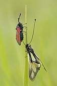 Butterfly-lion (Libelloides coccajus) and Burnet (Zygaena sp) on a leaf, calcareous grass, Vosges, France