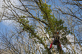 Rescue Operation of a Cat Stuck in a Tree, France