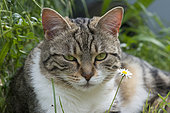 Cat and lawndaisy in a garden, France