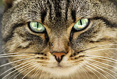 Cat's Eye, France