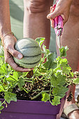 Harvesting a potted melon