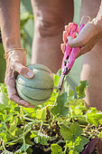 Harvesting a potted melon