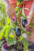 Harvest of an eggplant grown in a pot