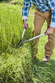 Man carving a low hedge made of white rosemary with erect habit.