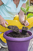 Planting a potted eggplant