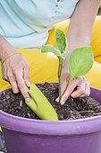 Planting a potted eggplant