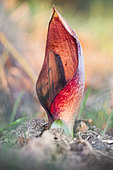 Autumn Arum (Arum pictum) in bloom. It is the only arum to bloom in autumn, its foliage appearing after and remaining all winter.