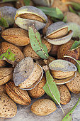 Freshly harvested almonds. Variety "de la gare", old variety of the South-West of France, very large caliber.