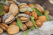 Freshly harvested almonds. Variety "de la gare", old variety of the South-West of France, very large caliber.