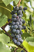 Grape 'Fragola' aka 'Isabelle', raspberry grapes, blackcurrant grapes. Grape variety formerly forbidden (from 1935 to 2003), taste "foxé", musky, which earned him the nickname of raspberry in Italian (fragola, hence its name variety for table grapes).