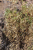 Myrtle-leaf milkwort (Polygala myrtifolia) attacked by the killer bacterium of olive trees (Xylella fastidiosa). The bacterium is probably much more widespread in Corsica, as has often been the case for infestations of this type.