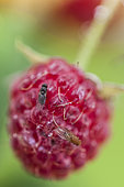 Spotted-winged Drosophila (Drosophila suzukii) on raspberry. This Drosophila (here, two female individuals) lays in intact fruits and even before maturity.
