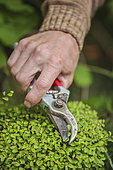 Pruning of a Chinese elm 'niwaki', made of bonsai and clouds.