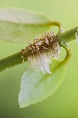 Hydrangea spear-root (Hydrangea serratifolia) forming on juvenile shoots.