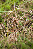 Disease of the red thread in the turf. Disease of the red thread in the turf: the strands turn red and twist. Caused by the fungus Corticium (Corticium fuciforme)
