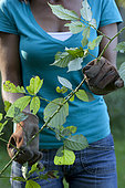 Woman weeding brambles. To protect themselves from the prickles of the bramble (thorns), good gloves are essential, like the models of leather "special for thorny".