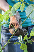Woman weeding brambles. To protect themselves from the prickles of the bramble (thorns), good gloves are essential, like the models of leather "special for thorny".