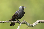Jackdaw (Corvus monedula) perched on a branch, Spain