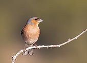 Chaffinch (Fringilla coelebs) perched on a branch, Spain