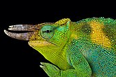 Johnston's chameleon (Trioceros johnstoni)