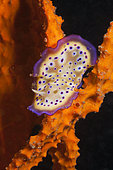 Dorid Nudibranch (Goniobranchus kuniei), Papua New Guinea