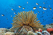 Crinoids in Coral Reef (Comaster schlegelii), Papua New Guinea