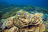 Reef of Lettuce Coral (Turbinaria mesenterina), Papua New Guinea