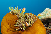 Pink Anemonefish (Amphiprion perideraion), Papua New Guinea