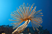 Bushy Feather Star (Comaster schlegelii) in Coral Reef, Papua New Guinea