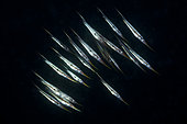 Shoal of Rigid Razorfishes (Centriscus scutatus), Papua New Guinea