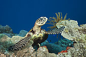 Hawksbill Sea Turtle (Eretmochelys imbricata), Papua New Guinea